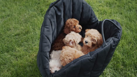 Small-nimble-puppies-in-a-travel-bag-that-stands-on-a-green-lawn