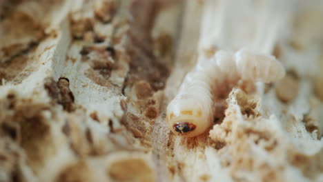 Grinder-beetle-larva-in-a-rotten-tree.