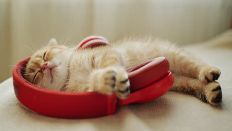 Ginger-kitten-fell-asleep-while-listening-to-music