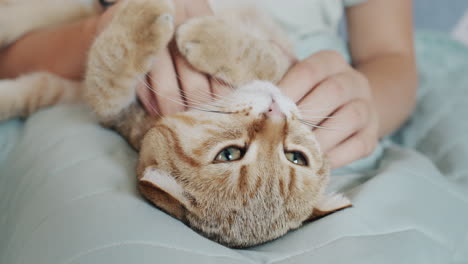 The-child-strokes-his-pet---gives-him-a-head-massage.-Cat-enjoys