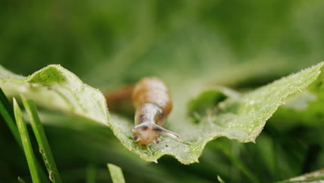Big-slug-in-the-green-grass.-Amazing-invertebrate