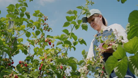 Farmer-harvesting-raspberries,-low-angle-view