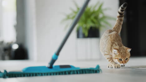 Die-Süße-Katze-Sieht-Zu,-Wie-Sie-Den-Boden-Wäscht,-Hat-Angst-Vor-Dem-Wischmopp-Und-Springt.-Lustige-Videos-Mit-Haustieren