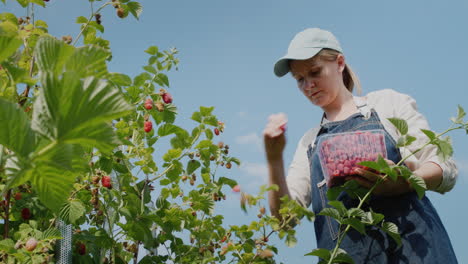 Farmer-harvesting-raspberries,-bottom-view