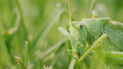 Side-view-of-Big-green-grasshopper-brushing-his-teeth-with-his-paws