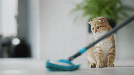 Eine-Süße-Ingwerkatze-Beobachtet,-Wie-Der-Besitzer-Den-Boden-Wäscht.-Reinigung-Von-Haustieren