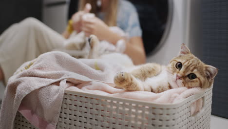 Eine-Süße-Rotbraune-Katze-Beobachtet-Den-Besitzer-Beim-Sortieren-Der-Wäsche-In-Der-Nähe-Der-Waschmaschine