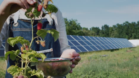 Woman-farmer-harvesting-raspberries,-home-solar-power-plant-in-the-background