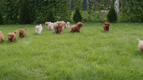 A-group-of-cute-maltipu-puppies-run-through-the-green-grass