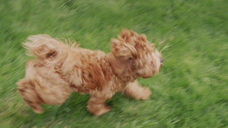A-cool-dog-with-long-hair-runs-along-the-green-grass.-Slow-motion-video.