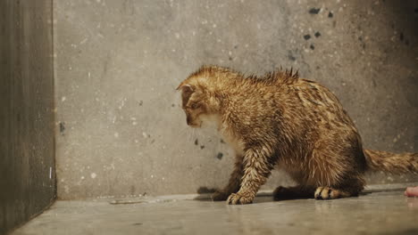 Die-Rote-Katze-Duschte-Und-Schüttelt-Das-Wasser-Aus-Ihrem-Fell