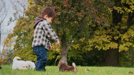 Cheerful-Asian-toddler-playing-with-little-puppies-in-the-park