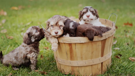 Bucket-with-cute-beautiful-puppies-on-the-lawn-on-an-autumn-day