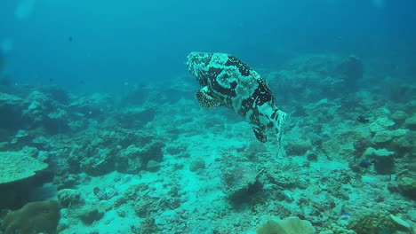 Ist-Der-Korallenzackenbarsch-Nicht-Atemberaubend?