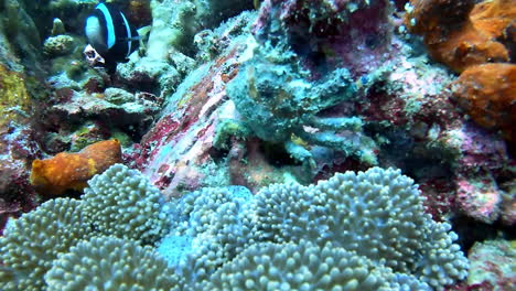 Eine-Krabbe,-Die-Sich-Zwischen-Den-Korallenriffen-Im-Süden-Versteckt