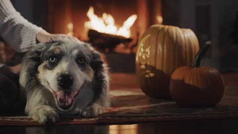 The-owner-pets-the-dog,-which-lies-by-the-fireplace.-Halloween-decorations-nearby,-warmth-and-comfort-in-the-house