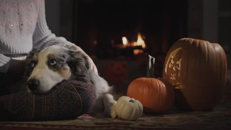 A-child-with-a-sheepdog-are-sitting-by-a-burning-fireplace.-Near-pumpkins---decorations-for-Halloween