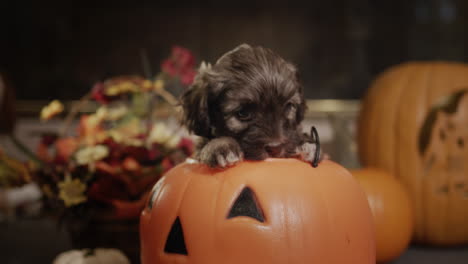 Cute-puppy-in-a-decorative-pumpkin,-Halloween-decorations-nearby