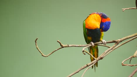 Small-parrots-stand-on-the-branch-against-green-background-with-copy-space