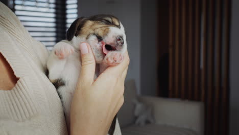Cute-beagle-puppy-in-the-hands-of-the-hostess.-Her-finger-glises.-4k-video