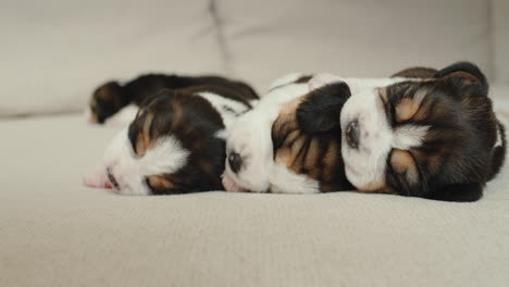 Drei-Kleine-Beagle-Welpen-Schlafen-Nebeneinander-Auf-Der-Couch
