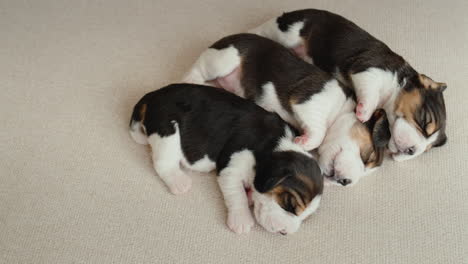 Three-little-beagle-puppies-sleeping-side-by-side-on-the-couch