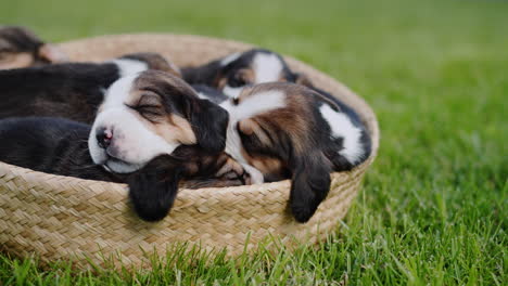 Beagle-puppies-dozing-in-a-basket-that-stands-on-the-green-grass.