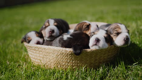 Basket-with-cute-beagle-puppies-on-green-summer-lawn.-4k-video