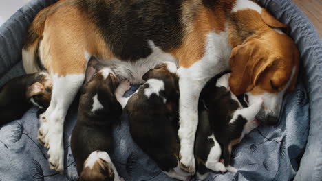 Beagle-feeds-her-puppies,-lies-on-the-floor-in-the-house