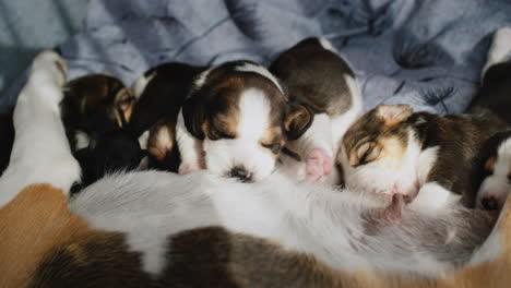 Varios-Cachorros-Recién-Nacidos-Comen-Leche-De-Una-Madre-Perra