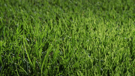 Lush-green-grass-illuminated-by-the-sun.-Perfect-lawn,-slider-4k-shot