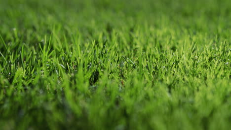 üppiges-Grünes-Gras,-Das-Von-Der-Sonne-Beleuchtet-Wird.-Perfekter-Rasen,-Slider-4K-Aufnahme