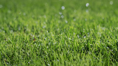 Dew-droplets-condensed-on-the-green-grass.-Freshness-and-purity-concept.-Slider-shot