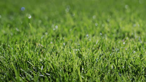 Dew-droplets-condensed-on-the-green-grass.-Freshness-and-purity-concept.-Slider-shot