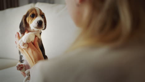 A-woman-holds-a-cute-beagle-puppy-in-her-hands,-rear-view