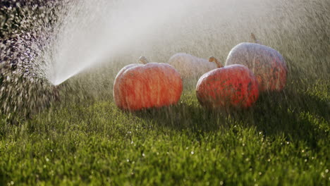 Three-pumpkins-are-lying-on-the-lawn,-they-are-poured-with-water-by-an-automatic-irrigation-system.-Freshness-and-purity-of-autumn