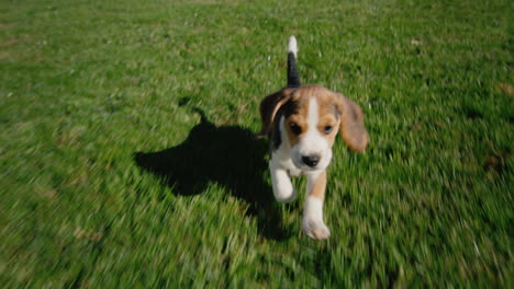 A-funny-thoroughbred-beagle-puppy-runs-on-the-green-grass.-Tracking-slow-motion-video
