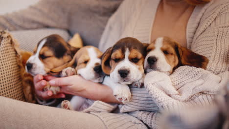 Hands-of-a-young-couple-in-warm-sweaters.-Play-with-several-beagle-puppies.-Coziness-and-home-warmth-concept