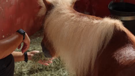 Miniature-pony-horse,-razing-grass
