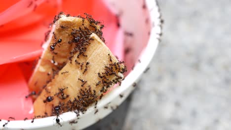 Nahaufnahme-Einer-Schwarzen-Ameise,-Die-Nahrung-Aus-Einem-Behälter-Sammelt
