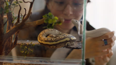 Close-up-of-a-pet-snake-resting-in-a-terrarium-while-a-woman-watching-it-and-holding-another-snake-at-home