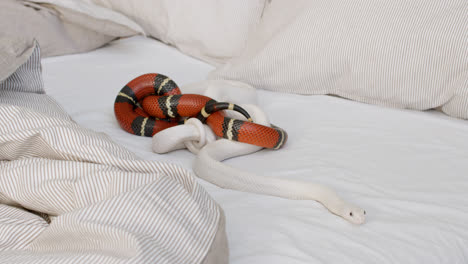 Close-up-of-two-pet-snakes-slithering-on-the-bed-at-home