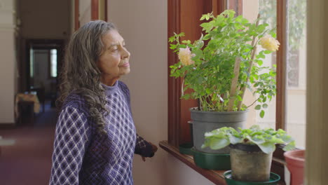 portrait-of-elderly-indian-woman-walking-to-window-looking-curious-smelling-flower-in-retirement-home-hallway-background