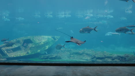 beautiful-aquarium-fish-swimming-in-tank-at-oceanarium-variety-of-sea-life-swim-in-marine-habitat-with-coral-reef-and-shipwreck-aquatic-biodiversity-exhibit-4k