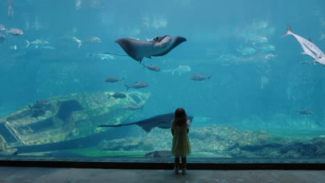 Kleines-Mädchen-Im-Aquarium,-Das-Den-Im-Aquarium-Schwimmenden-Stachelrochen-Beobachtet.-Neugieriges-Kind,-Das-Meerestiere-Im-Ozeanarium-Beobachtet-Und-Spaß-Daran-Hat,-Etwas-über-Das-Leben-Im-Meer-Im-Wasserlebensraum-Zu-Lernen