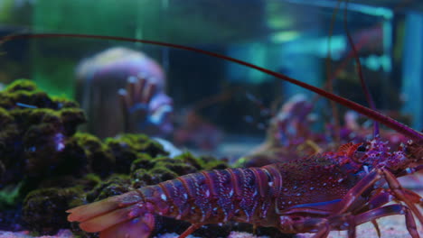 happy-girl-in-aquarium-looking-at-crayfish-in-tank-excited-child-watching-marine-animals-in-oceanarium-having-fun-learning-about-sea-life-in-aquatic-habitat