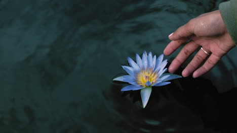 close-up-woman-hand-touching-beautiful-flower-water-lily-floating-in-pond-enjoying-nature-looking-at-natural-beauty-in-garden-park