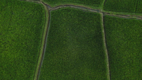 Draufsicht-Auf-Reisfarmen,-Drohne,-Die-über-Reisfelder-In-Landwirtschaftlichen-Nutzflächen-Im-Ländlichen-Asien-Fliegt,-4K