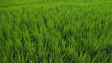 Draufsicht-Auf-Reisfarmen,-Drohnenflug-über-Reisfelder-In-Landwirtschaftlichen-Nutzflächen,-Luftaufnahme-Ländlicher-Ackerbaubetriebe,-4k