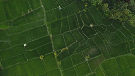 Vista-Aérea-Terrazas-De-Arroz-Drones-Volando-Sobre-Arrozales-Tierras-De-Cultivo-Agrícolas-Granjas-De-Cultivos-De-Asia-Rural-4k